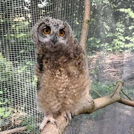 The Parrot Hotel, Live In A Rescue Animal Park Næstved