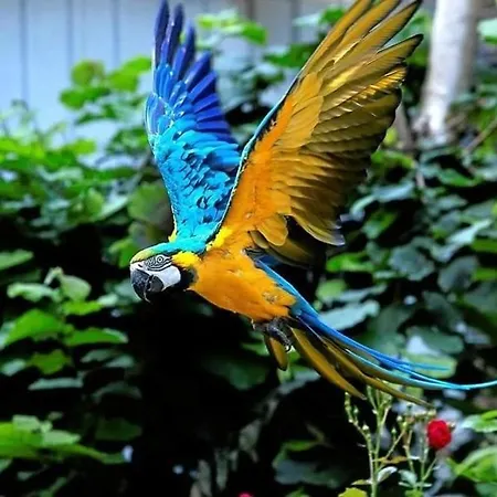 The Parrot Hotel, Live In A Rescue Animal Park Lejlighed Næstved