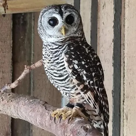 The Parrot Hotel, Live In A Rescue Animal Park * Næstved