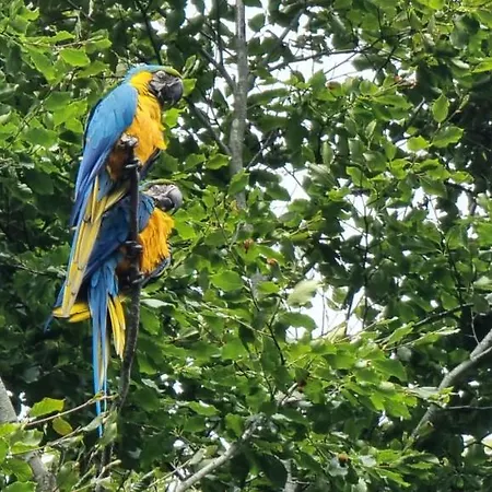 The Parrot Hotel, Live In A Rescue Animal Park Apartment