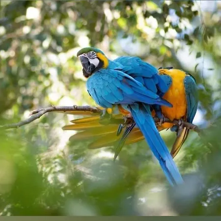 The Parrot Hotel, Live In A Rescue Animal Park