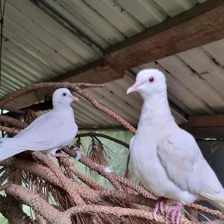 The Parrot Hotel, Live In A Rescue Animal Park Lejlighed