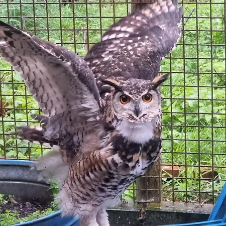 The Parrot Hotel, Live In A Rescue Animal Park