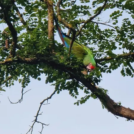 The Parrot Hotel, Live In A Rescue Animal Park Lejlighed