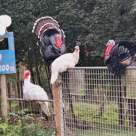 The Parrot Hotel, Live In A Rescue Animal Park Lejlighed *