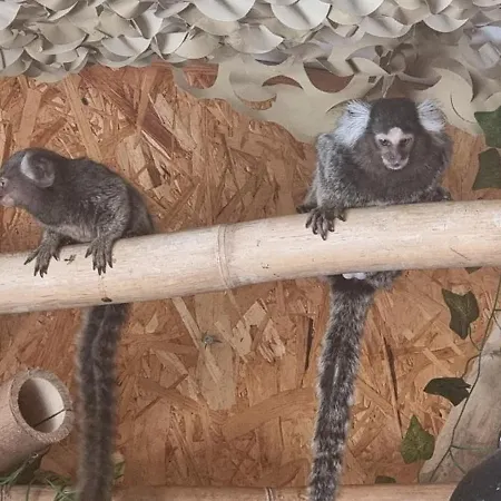 The Parrot Hotel, Live In A Rescue Animal Park