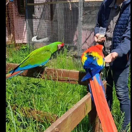 The Parrot Hotel, Live In A Rescue Animal Park * Næstved