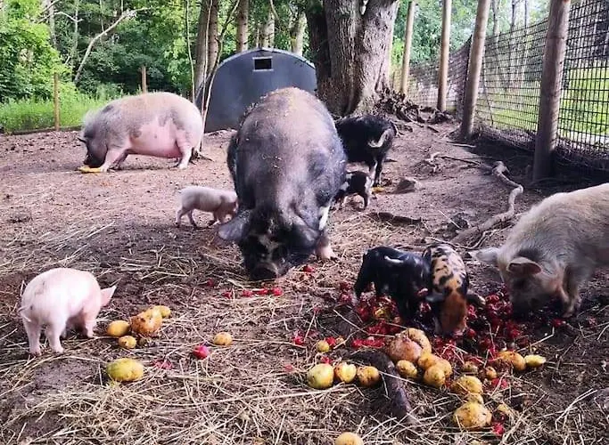 شقة The Parrot Hotel, Live In A Rescue Animal Park Næstved