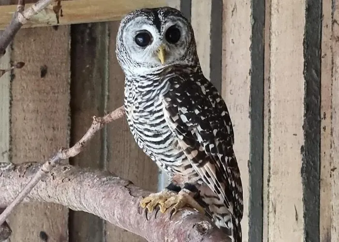 The Parrot Hotel, Live In A Rescue Animal Park * Næstved