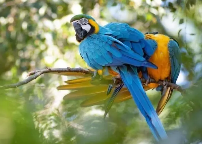 The Parrot Hotel, Live In A Rescue Animal Park
