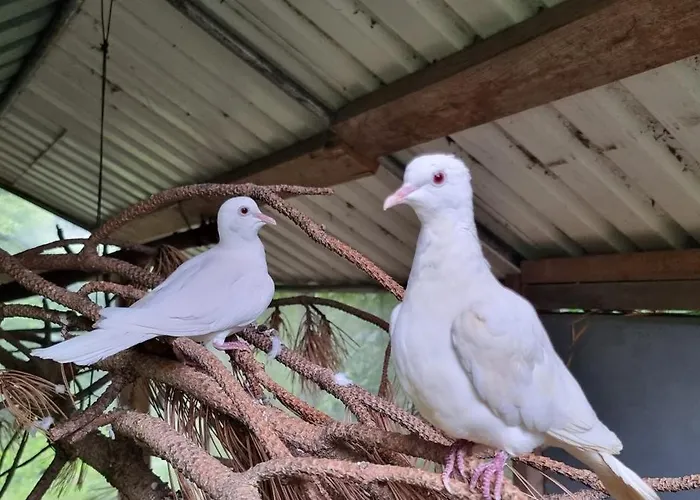 The Parrot Hotel, Live In A Rescue Animal Park アパート