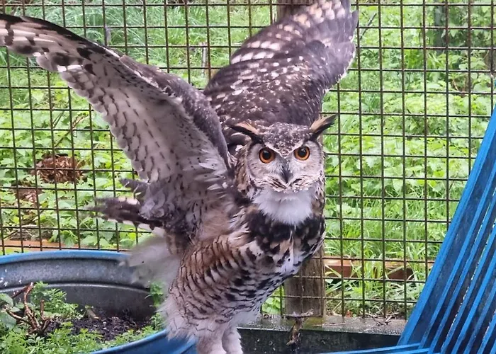 The Parrot Hotel, Live In A Rescue Animal Park