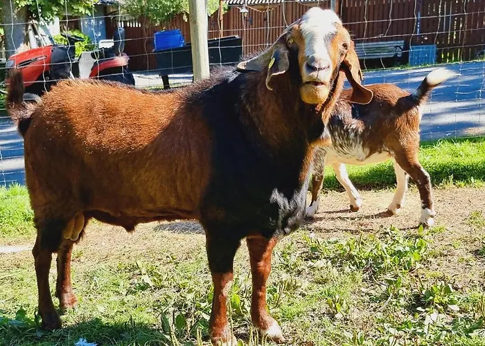 شقة The Parrot Hotel, Live In A Rescue Animal Park Næstved