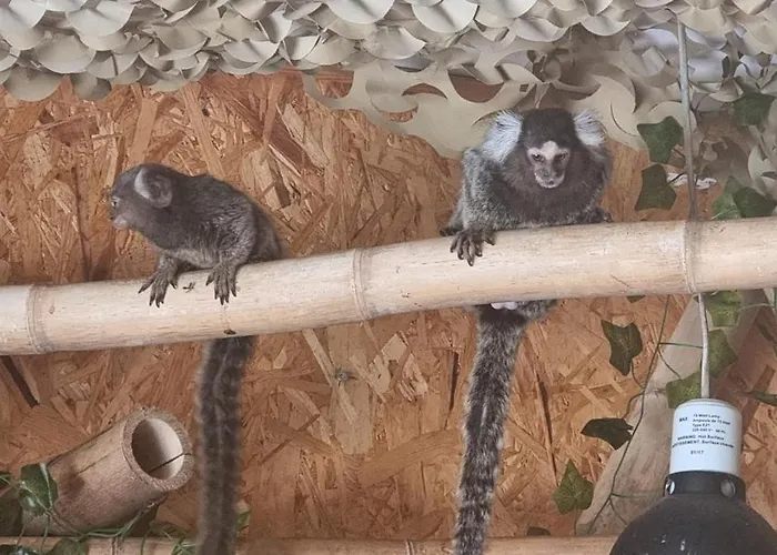 The Parrot Hotel, Live In A Rescue Animal Park